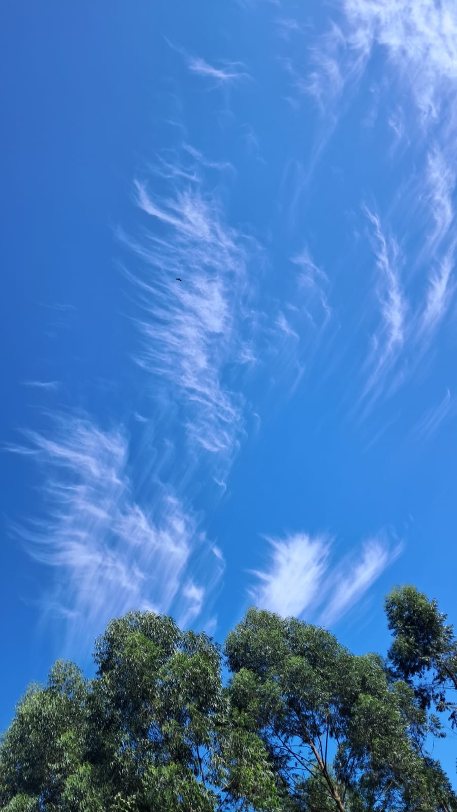 Scenic Kenyan landscape with sky and trees